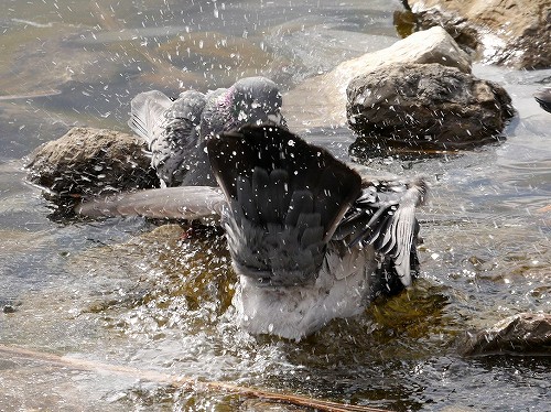 池周辺の野鳥（カワラバト、ハシビロガモ、カワラヒワ、シメ、アオジ）_d0088184_18383485.jpg