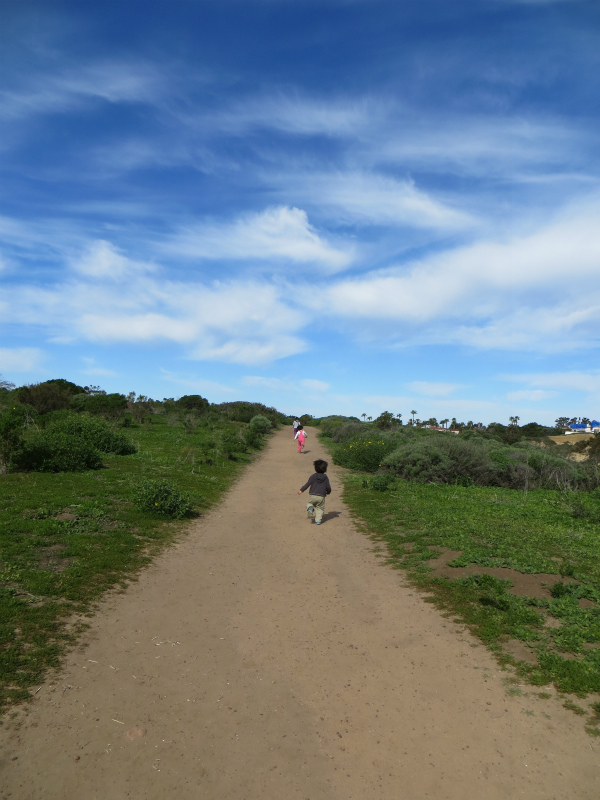 Scripps Coastal Reserve_b0257088_15112686.jpg