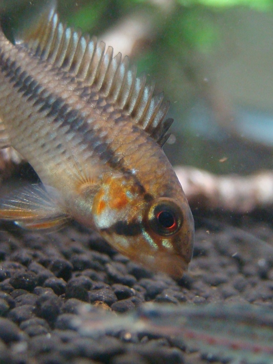 Apistogramma sp.NorteTame（other pair）_b0284188_232823.jpg