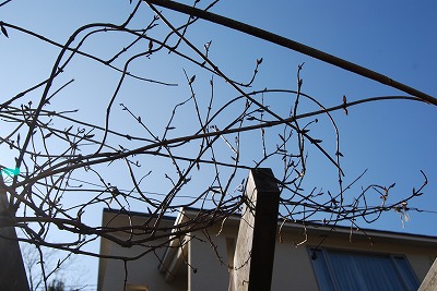 2月の庭…_c0124100_18481199.jpg