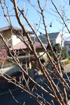 2月の庭…_c0124100_18502391.jpg