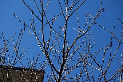 2月の庭…_c0124100_1850398.jpg