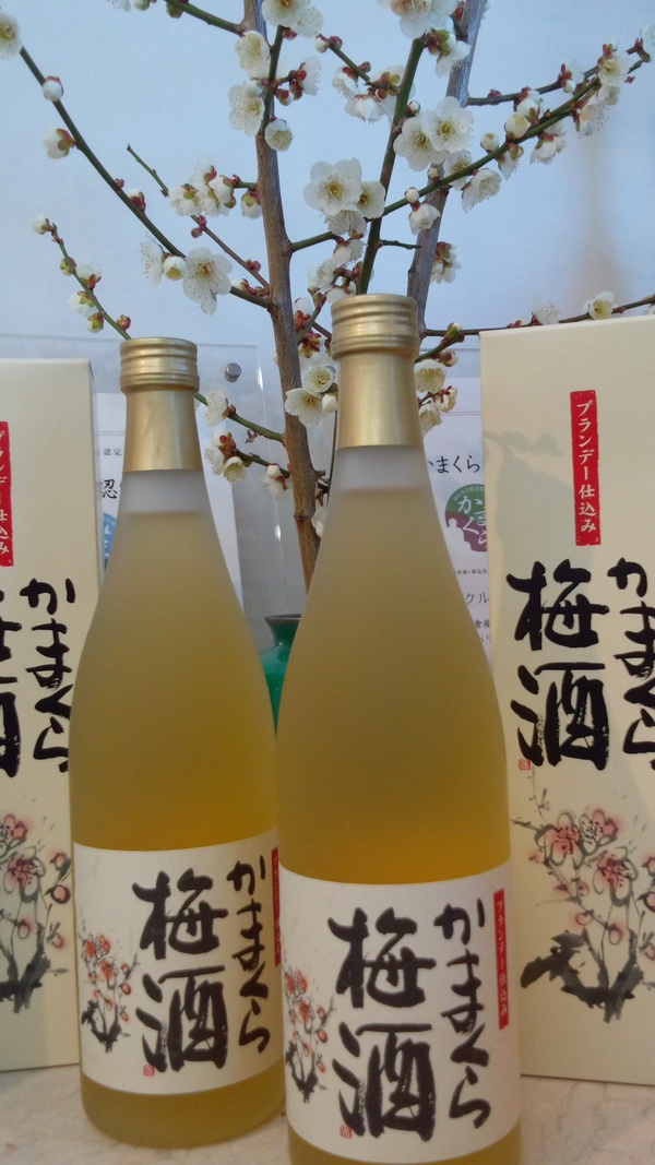 かまくら梅酒 本日より販売_a0233202_11352063.jpg