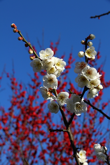 a0097006_1844196.jpg