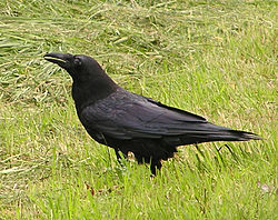 c0180209_004565.jpg