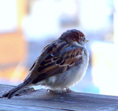 c0180209_012076.jpg