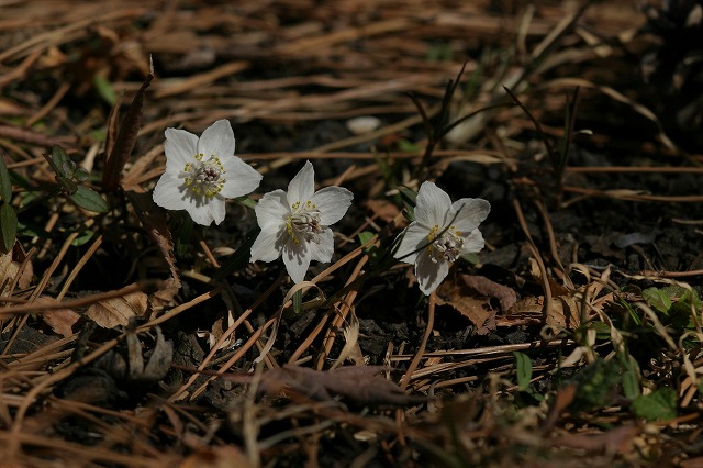 e0117318_20103098.jpg