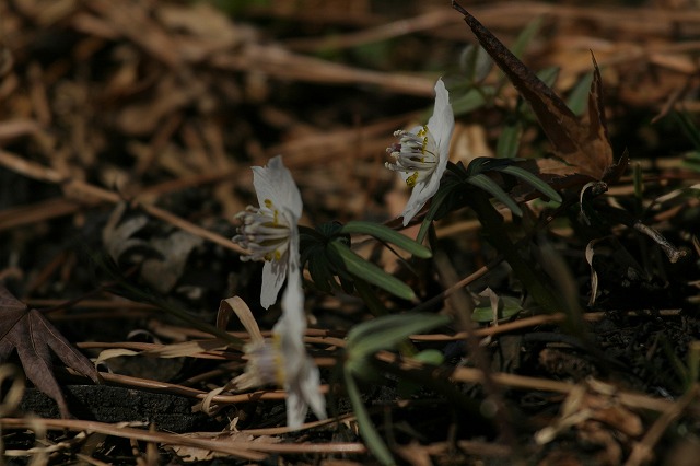 e0117318_20105053.jpg