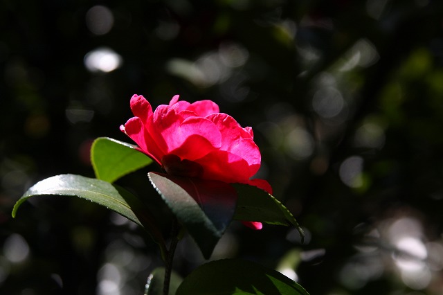 e0117318_2021383.jpg