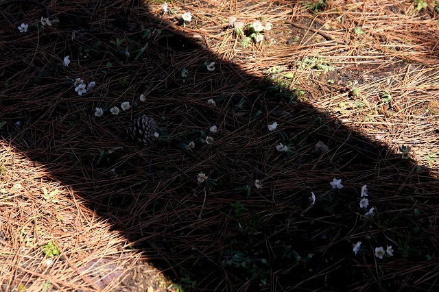 e0117318_2091754.jpg
