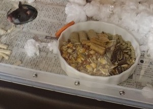 c0276034_1444635.jpg