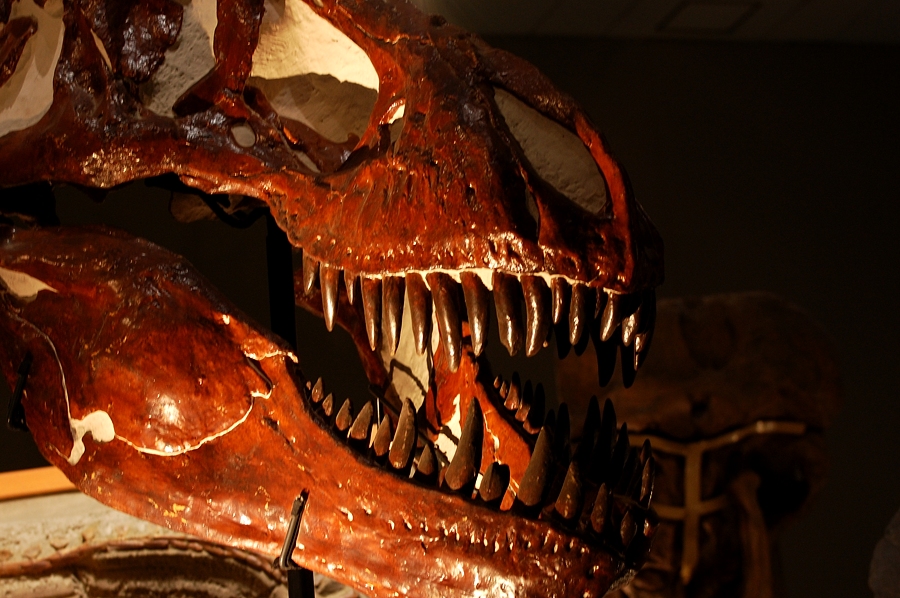 恐竜化石・常設会場_d0148541_19174372.jpg