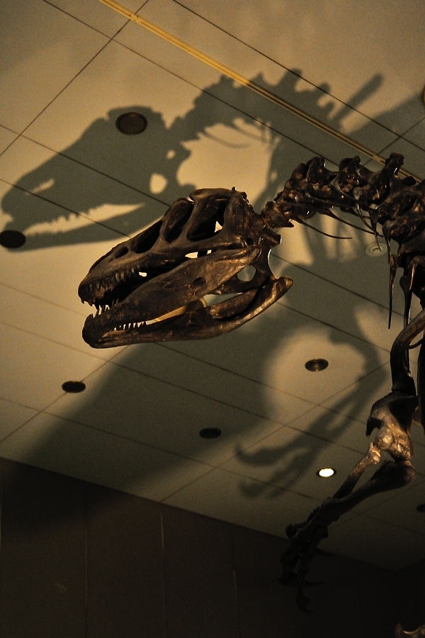 恐竜化石・常設会場_d0148541_19175754.jpg