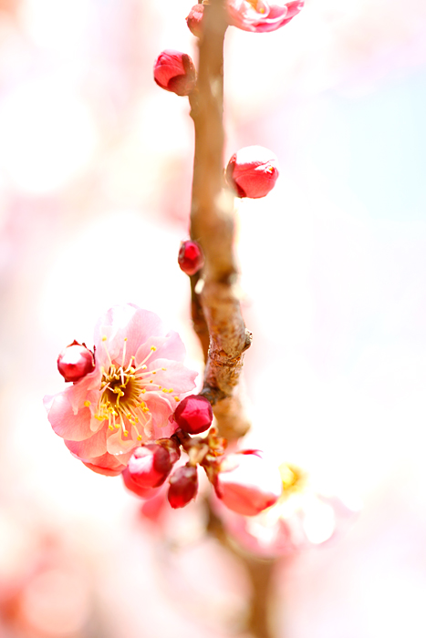 砧公園　梅***_b0049843_9491621.jpg