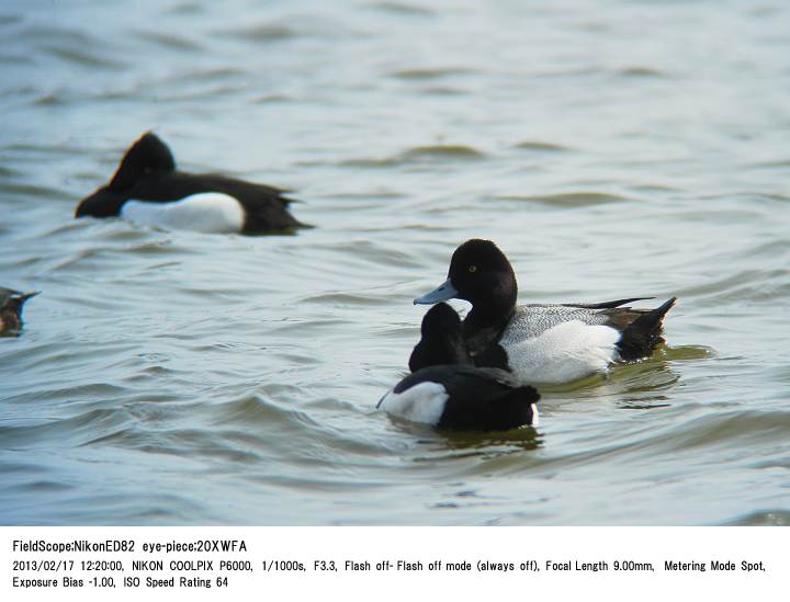 2013.2.17 水元公園_c0062451_19535787.jpg