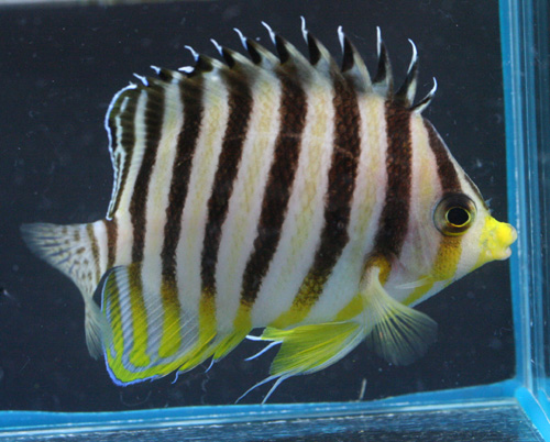 白黒のあの魚 ビーボックスアクアリウム 海水魚 サンゴ情報 白黒のあの魚 ビーボックスアクアリウム 海水魚 サンゴ情報