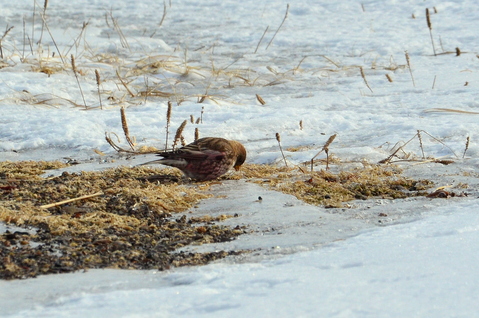 b0165760_20483199.jpg