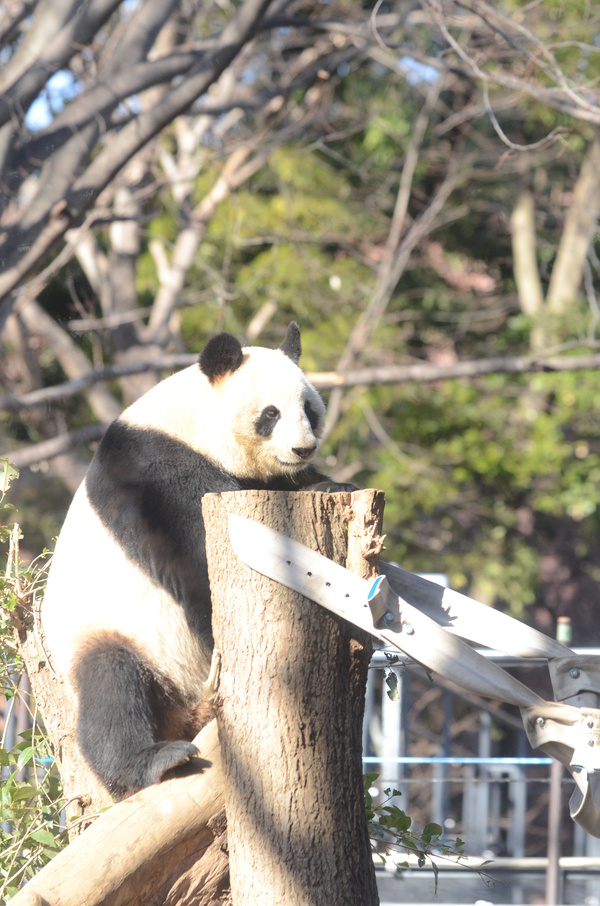 週末パンダ_b0286966_2236057.jpg