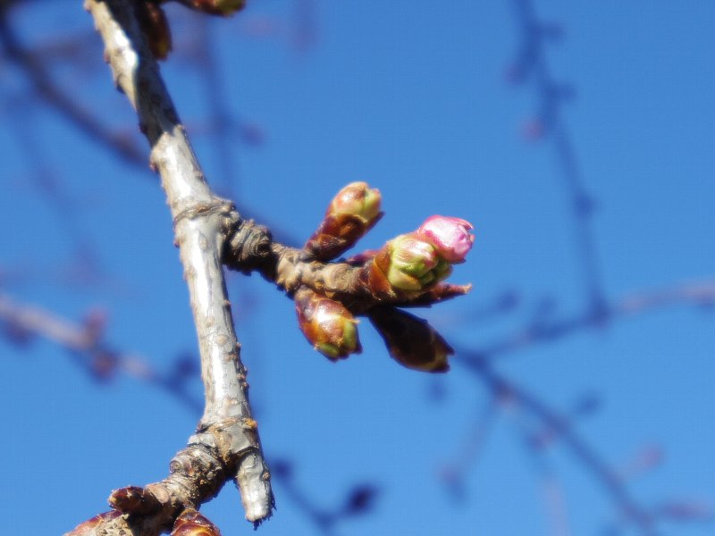 桜もう少し…_b0084270_22455637.jpg