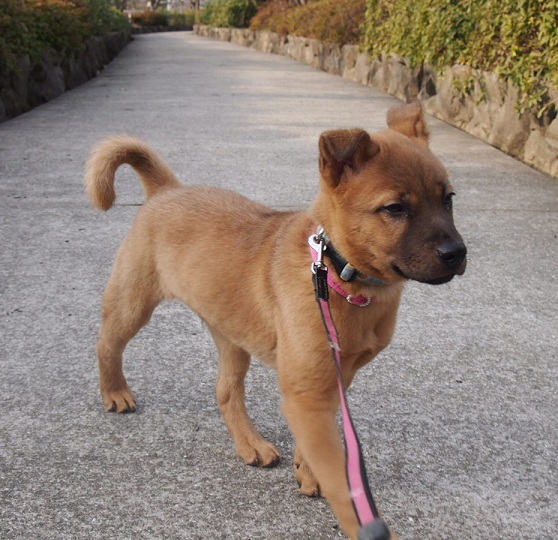 藤丸 おいで 世界で100番目に幸せな犬