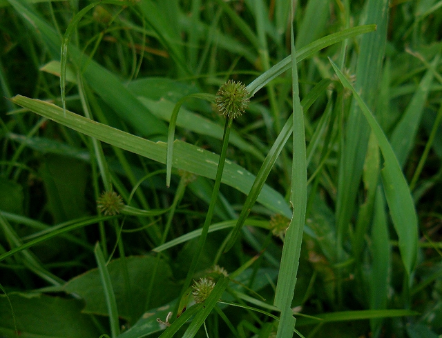 d0019074_9533494.jpg