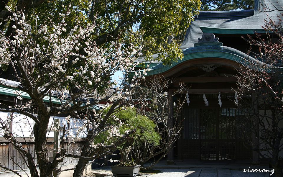 鶴岡八幡宮　梅　2013_e0182674_1191952.jpg