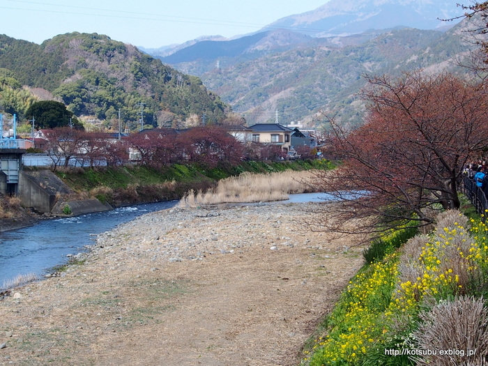 河津桜とイソヒヨドリ_e0195587_005672.jpg