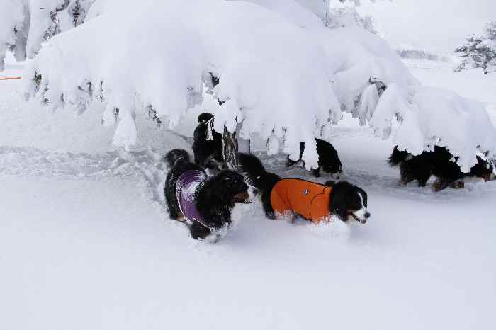 雪山へ　頂上まで編_b0158390_13112999.jpg