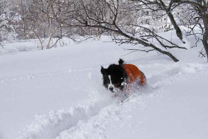 雪山へ　頂上まで編_b0158390_13121315.jpg