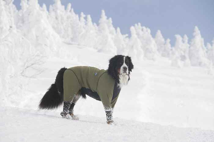 雪山へ　頂上まで編_b0158390_13213142.jpg