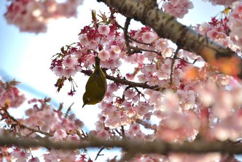 あたみ桜_e0241691_1920525.jpg