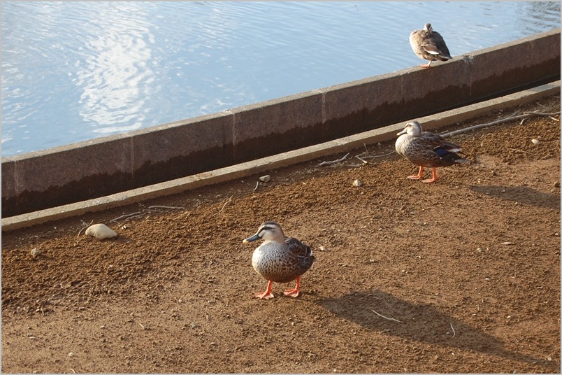 大好きな公園で遊んだあとは,3度洗いの刑が待ってました_a0155999_0112935.jpg