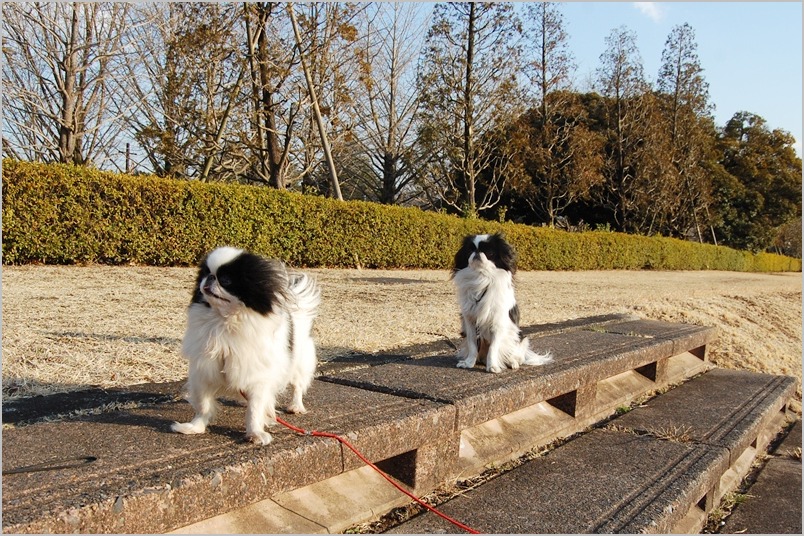 大好きな公園で遊んだあとは,3度洗いの刑が待ってました_a0155999_03469.jpg