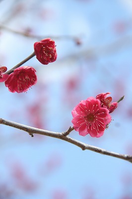 a0123003_2333298.jpg