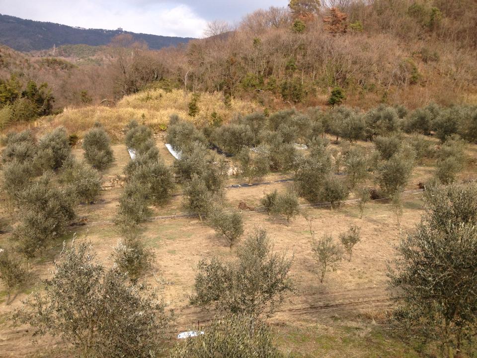 f0142721_1733132.jpg