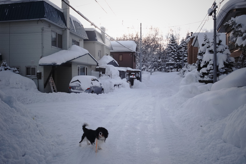 昨日は23ｃｍの積雪・・・・_c0051132_2041375.jpg