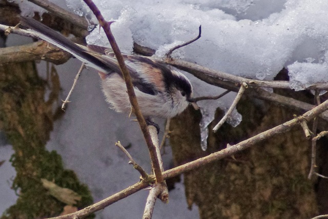 軽井沢の鳥（２月）_b0144049_2226779.jpg