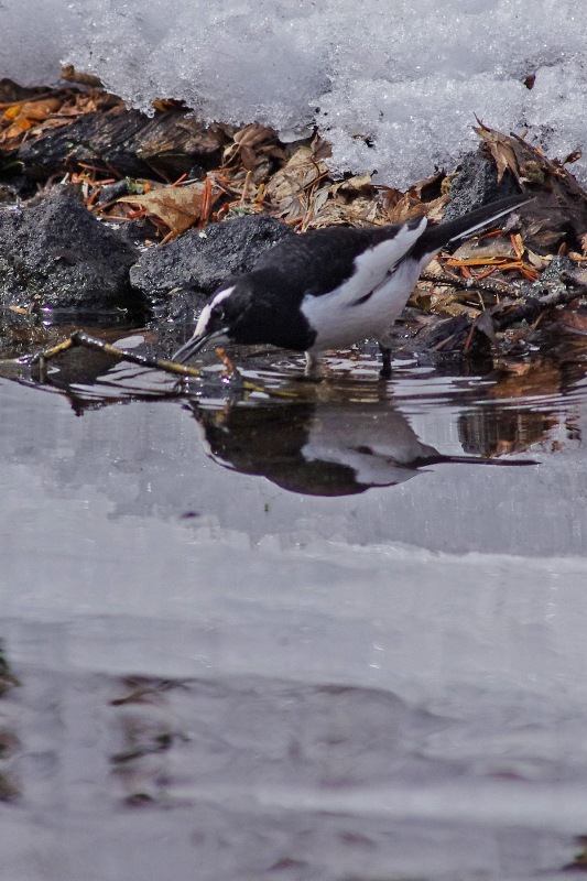 軽井沢の鳥（２月）_b0144049_2233062.jpg