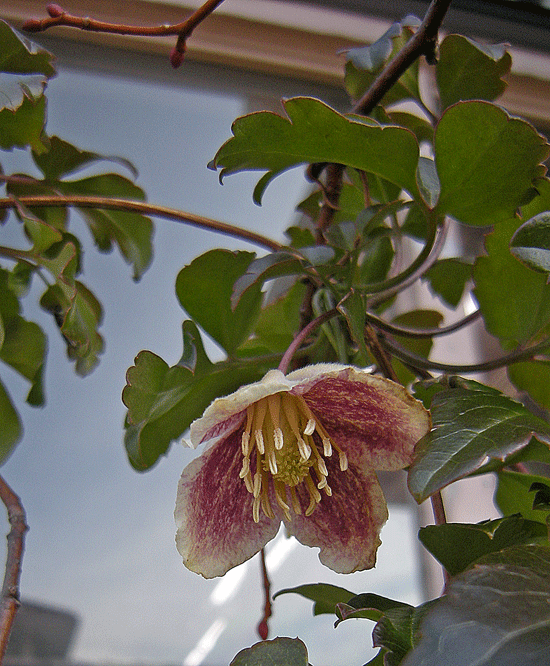 a0001354_19421693.gif