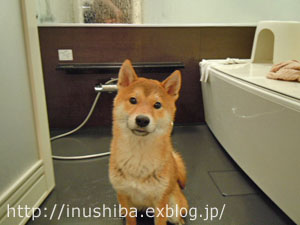 柴犬の\"自宅シャンプー\"_a0286855_8432542.jpg