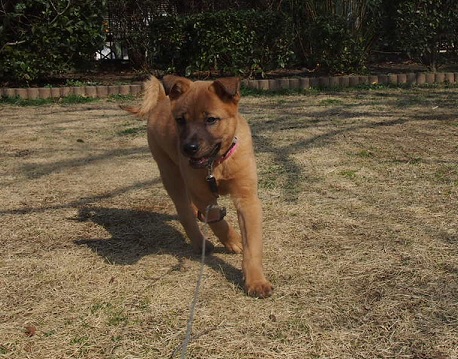 藤丸、公園をハシゴする②_f0253473_20235026.jpg