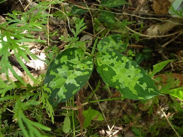 Ag pictum”マルチカラー\"from Sumatera Barat【AZ0912-3】_a0067578_15225778.jpg