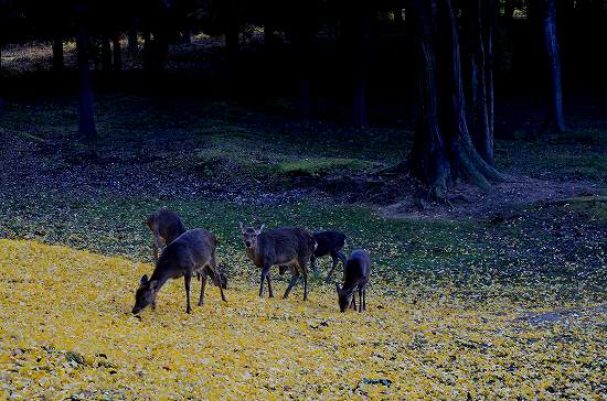 奈良公園　東大寺裏側の紅葉　①_c0229483_19214532.jpg