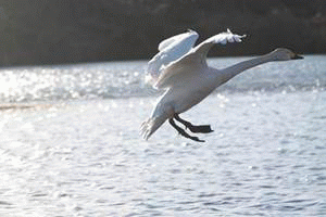 e0027083_11571431.gif