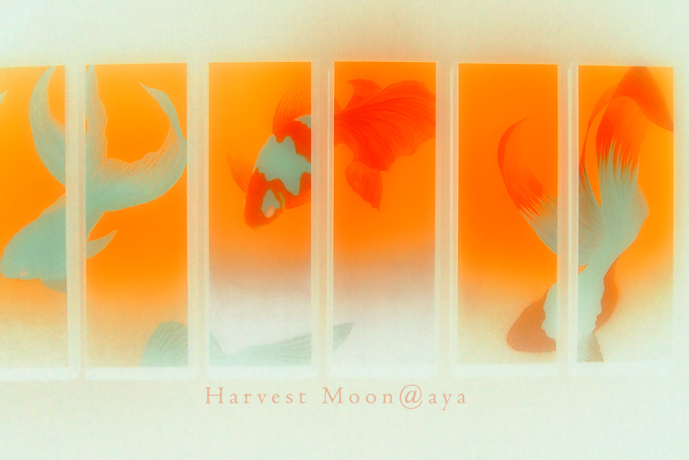 Invert~金魚_b0208495_2255469.jpg