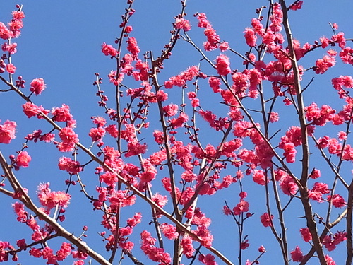 大倉山梅林開花情報 ④_b0105897_141442.jpg