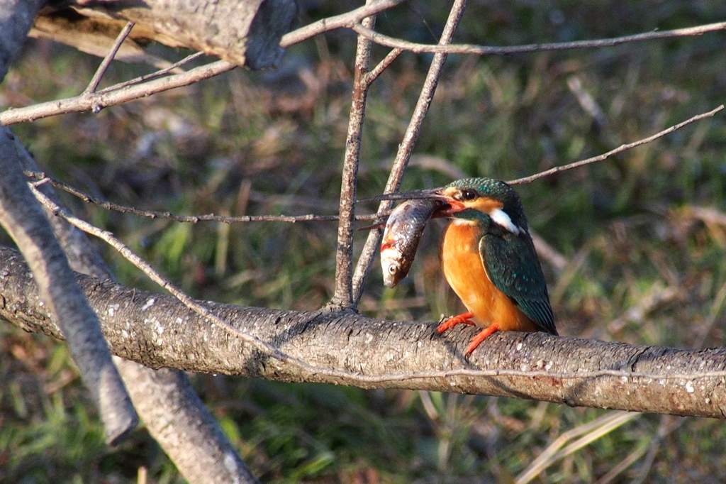 アリスイ、モズに突っかかる/今日のカワセミ&アリスイ/今朝の満月_b0024798_20483463.jpg