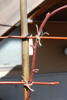 c0124100_10401744.jpg