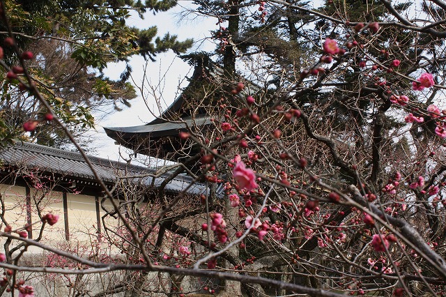 京の旅　北野天満宮の梅花祭　その1_d0154609_1458786.jpg