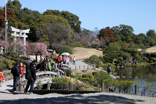 熊本で梅を愛でる1 水前寺公園_e0048413_19101564.jpg